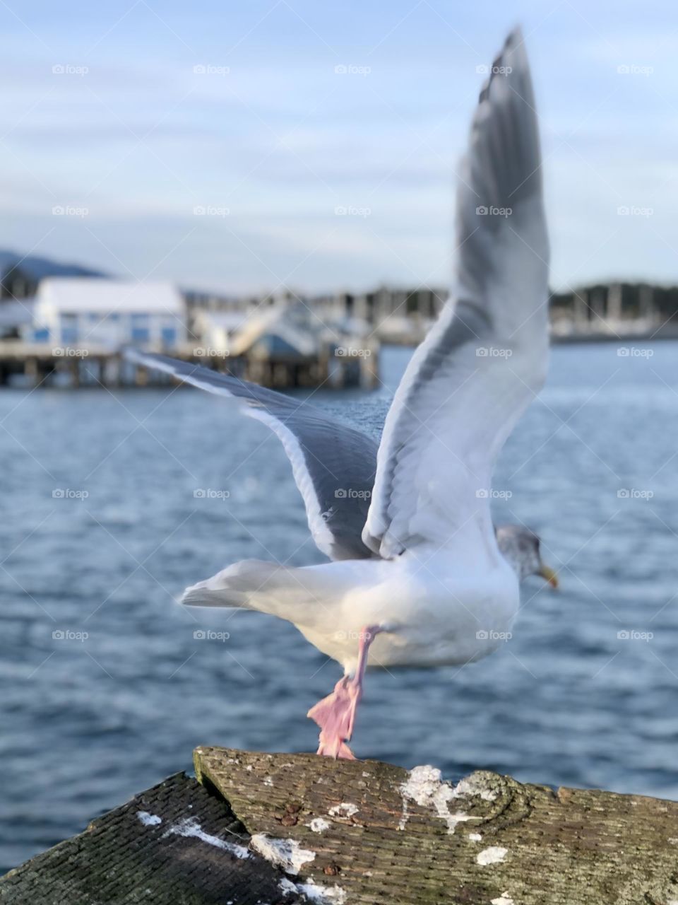 Seagull Takes Flight Sidney Harbour Pier 