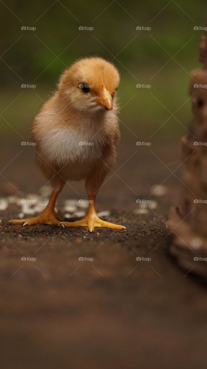 Baby chicks