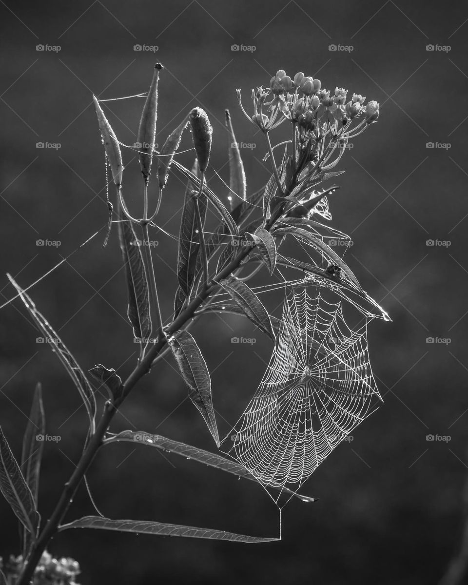 Mature milkweed pods and dew-laden orb weaver webs lets us know Autumn has arrived. 