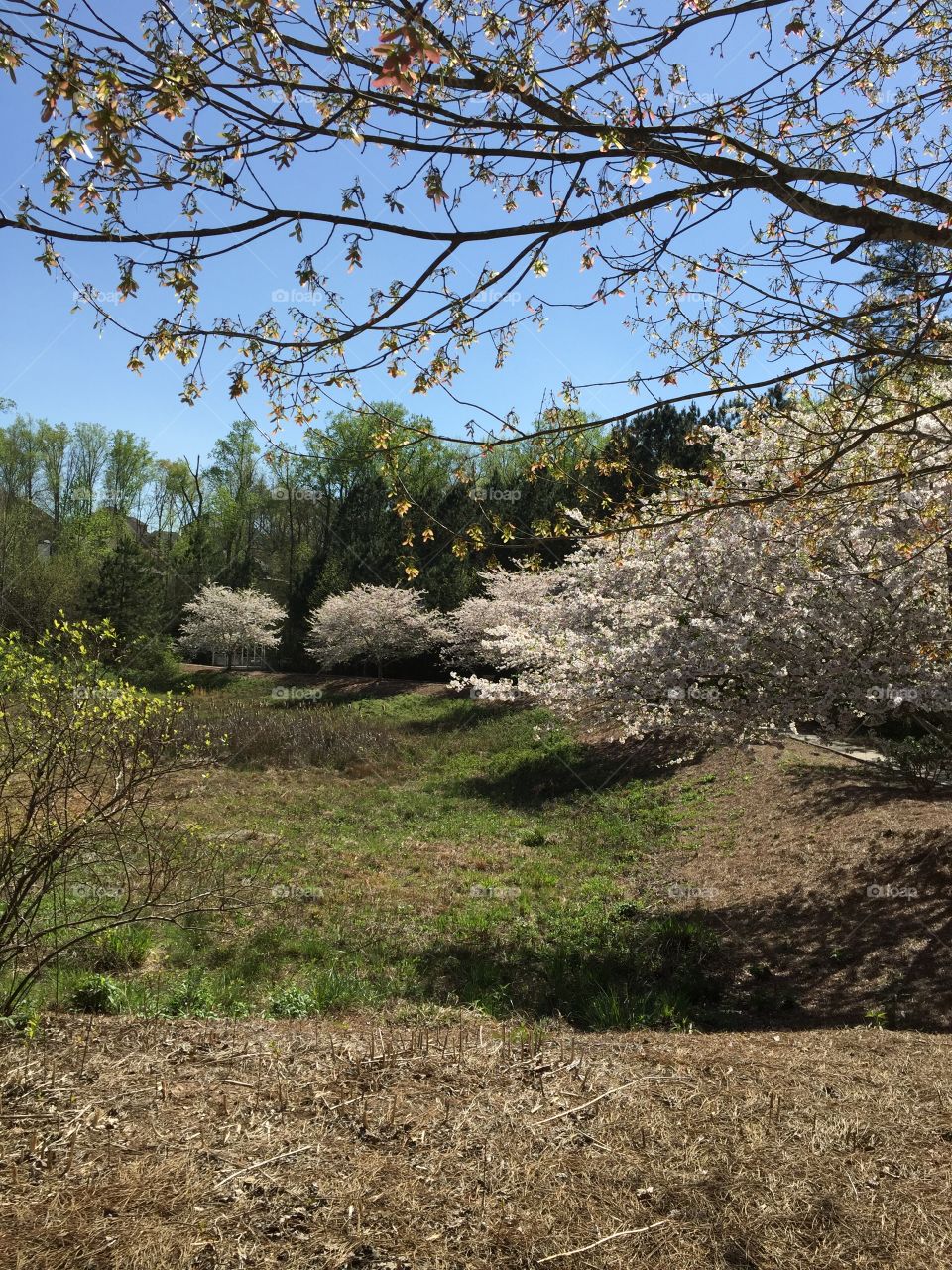 Forest in the spring time