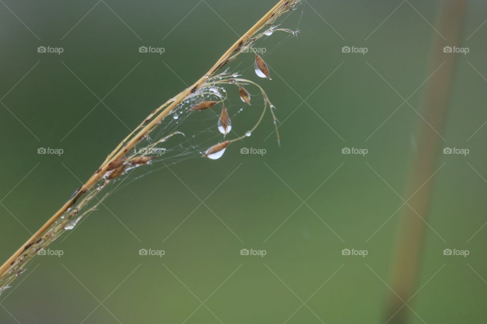 raindrops on wheat shaft