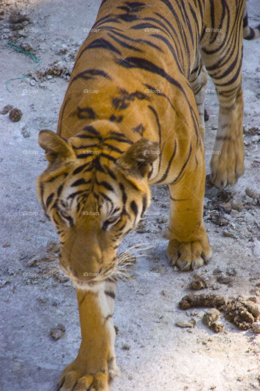 THE BENGAL TIGER IN PATTAYA THAILAND