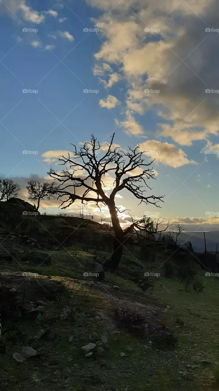 A tree in winter