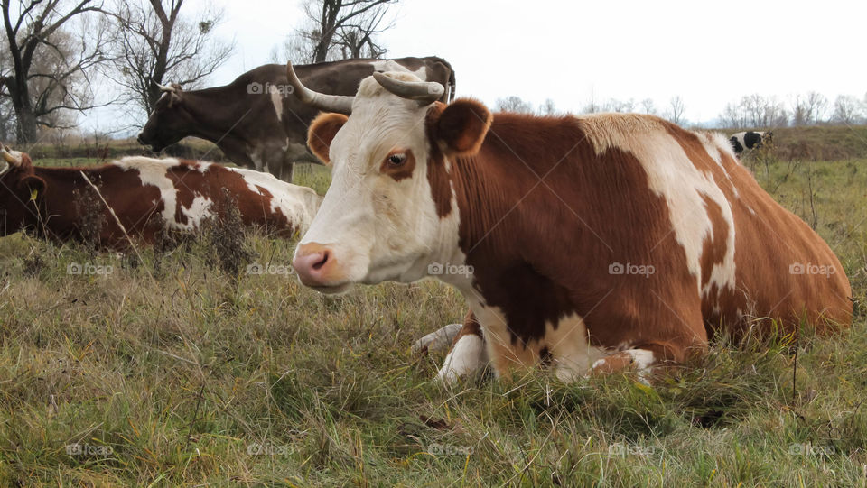 Cow, Agriculture, Beef Cattle, Milk, Farm