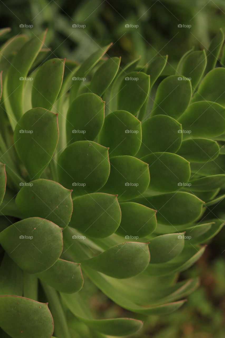 Close up of a desert rose succulent plants leaves