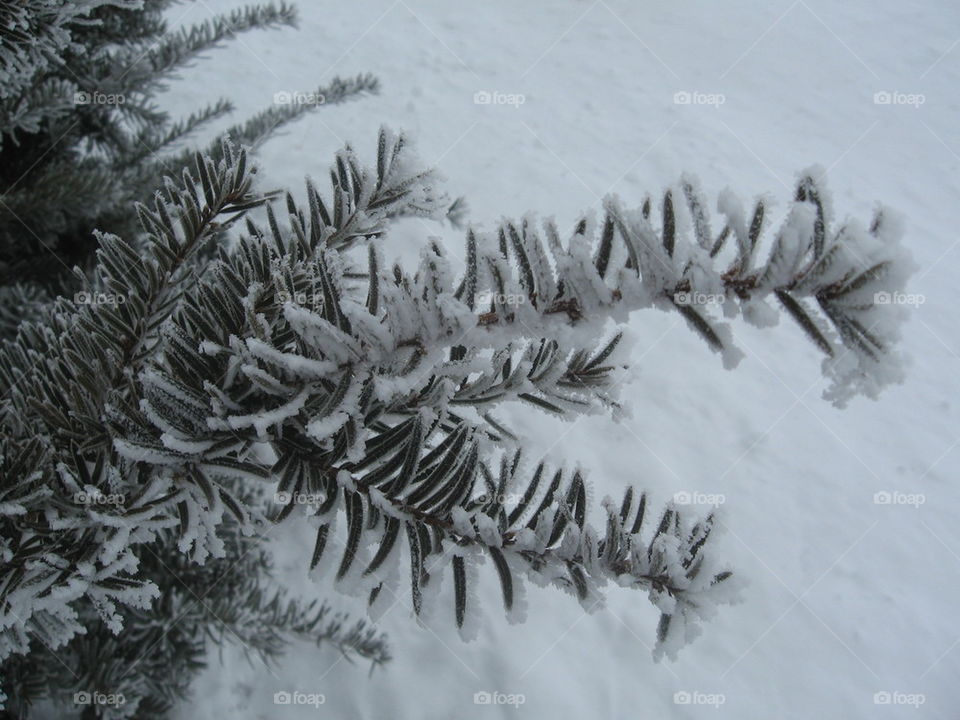 frozen pine needles