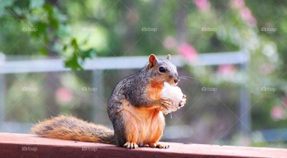 Betsy, Our Resident Squirrell