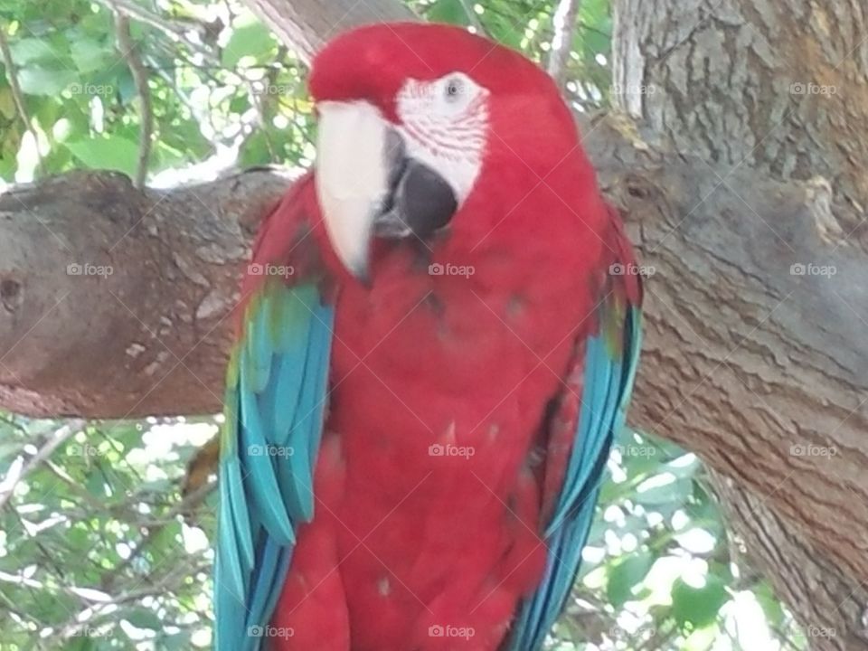 Cardinal. Zoo picture