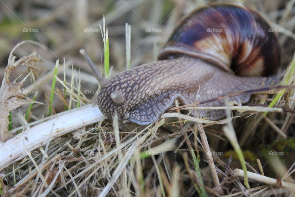 snail