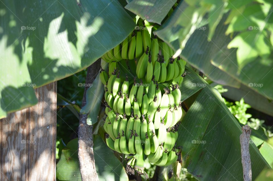 Bananas in the Caribbean