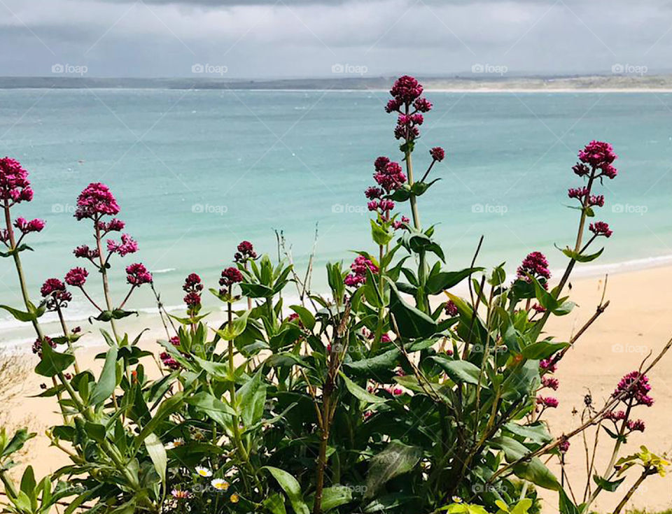 White Sandy beach, blue sea and sky captured between  beautiful purple wild flowers 