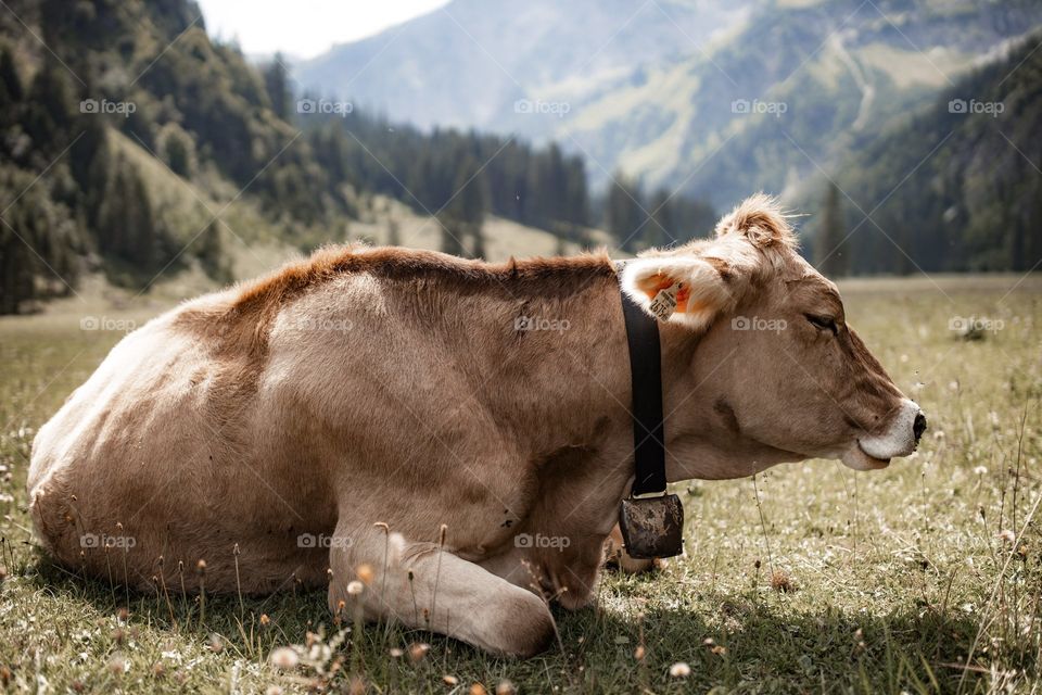 cow sleep