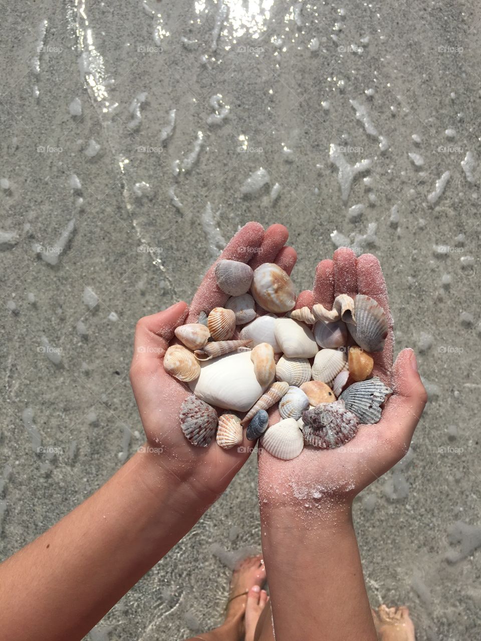 Person's hand holding sea shells