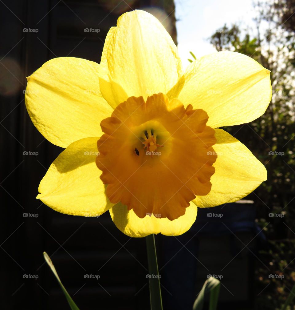 translucent daffodil