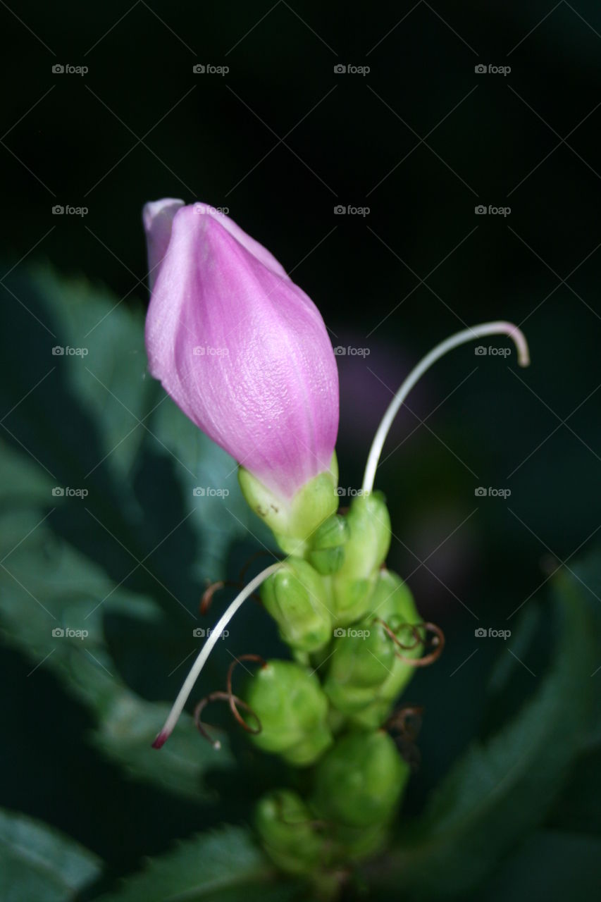 Rose Turtlehead. This flower is called a Rose Turtlehead 