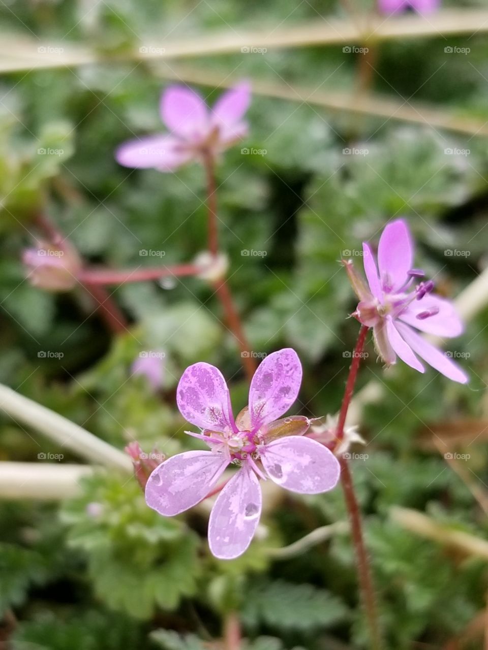 Close up of a colorful and beautiful tiny wildflower after a rain
