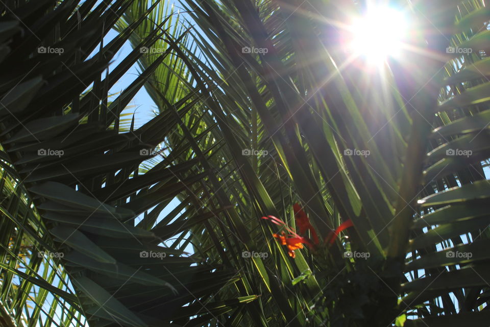 palm tree light filter