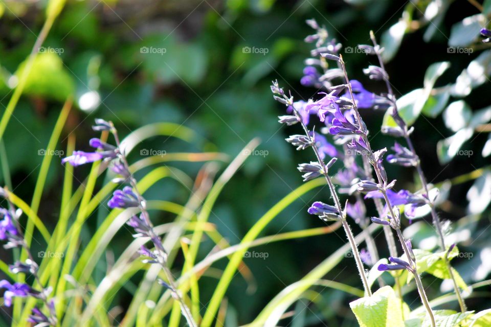 Close-up of purple flower