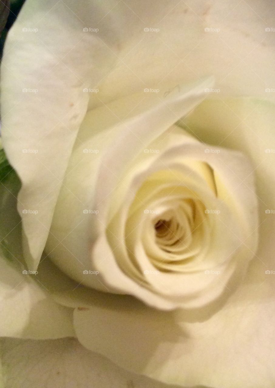 White rose