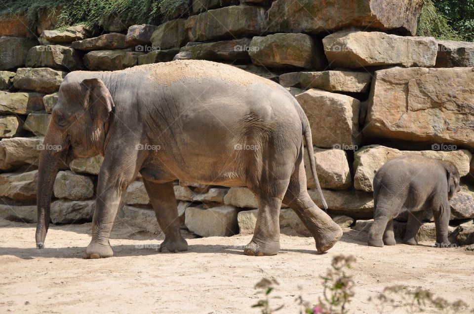 One And A Half Elephant.