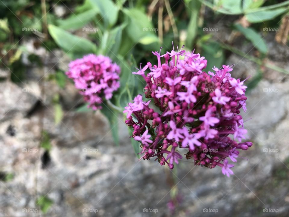 Some glorious summer purple beauty, displaying nature as we love to see it and enjoy its splendor.