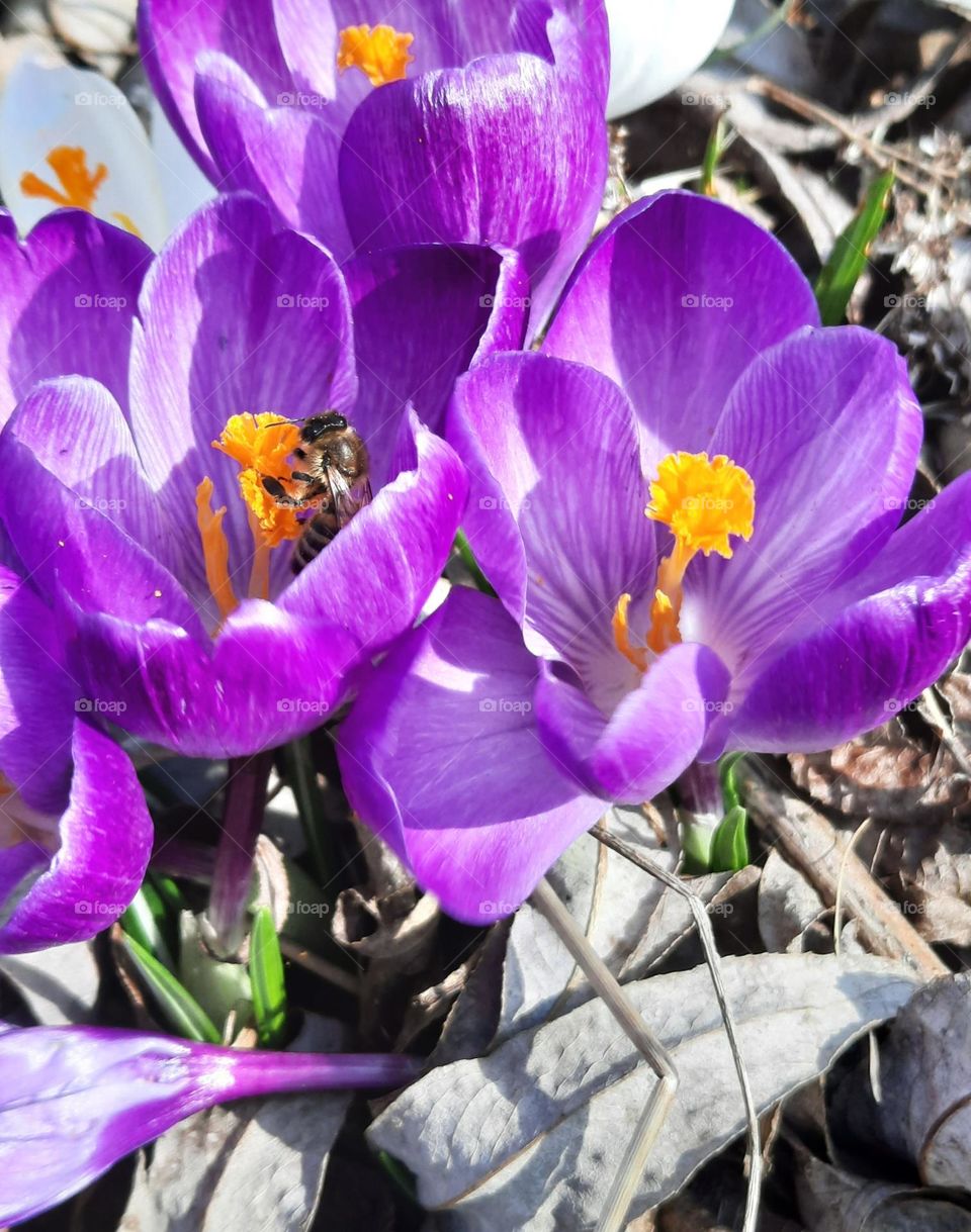 purple crocus in sunny day