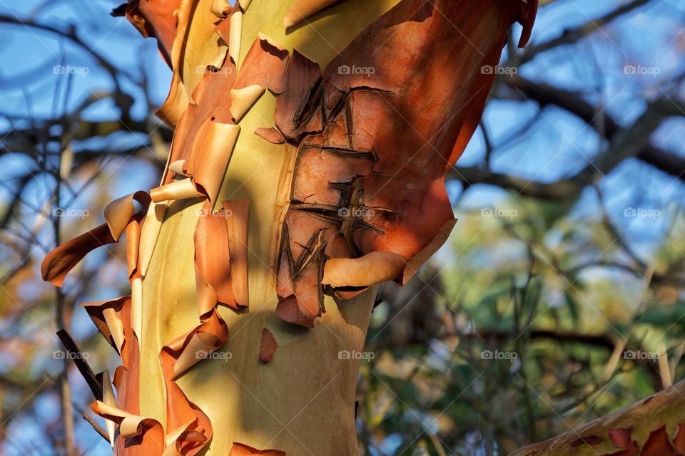 Madrona tree with peeling bark