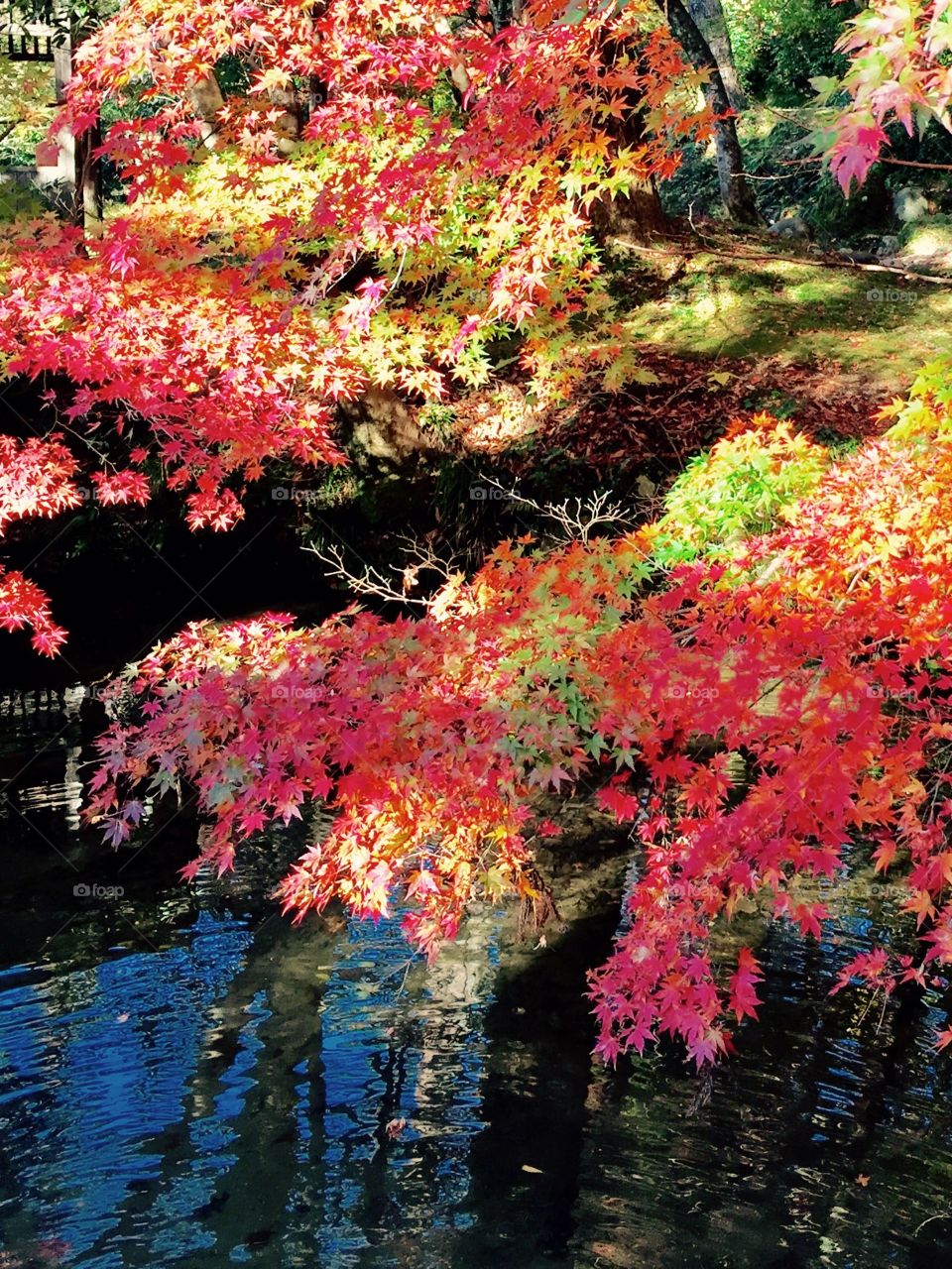 beautiful reflection