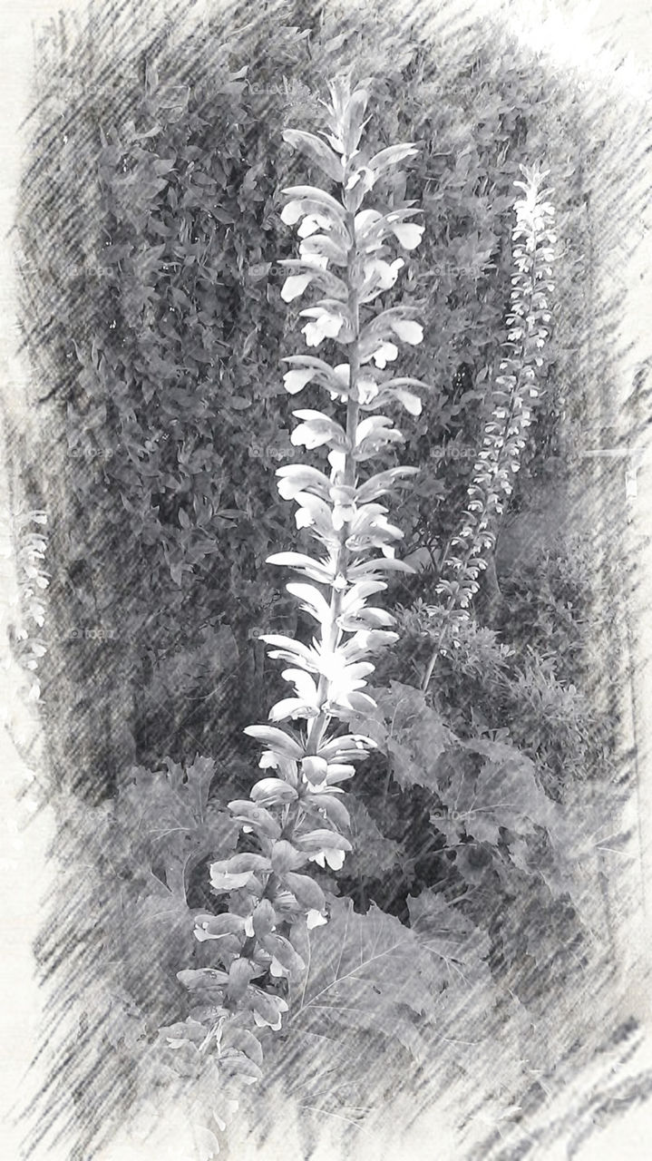 flower. sidewalk flower