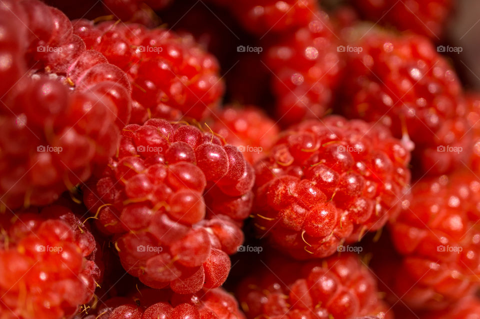 Homegrown raspberries from my garden today