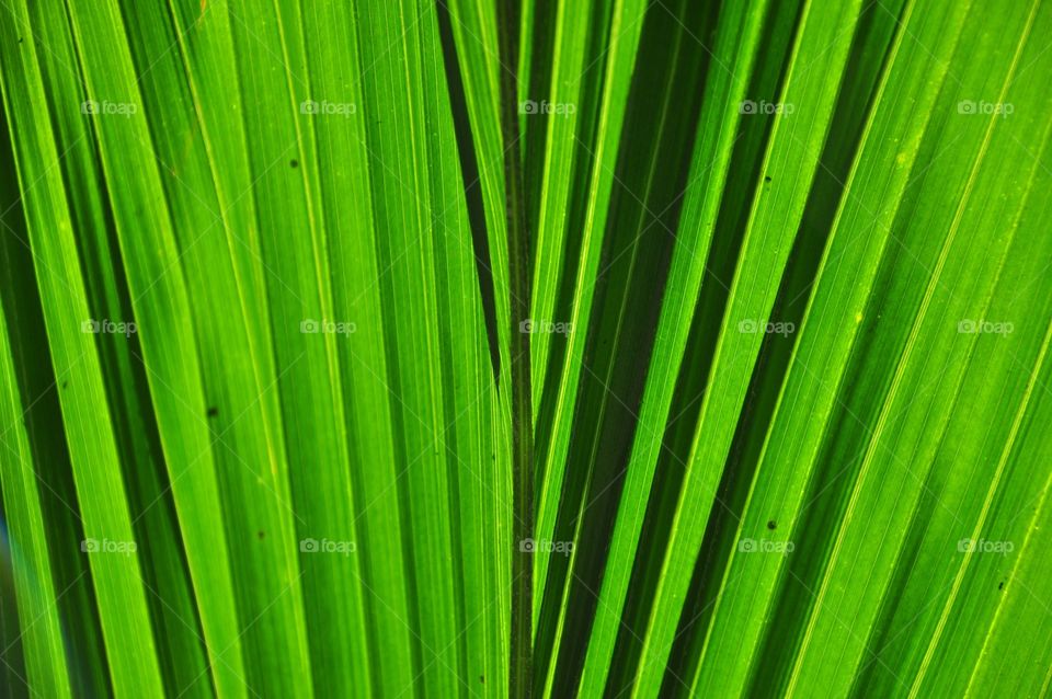 Leaf, Flora, Growth, Lush, No Person