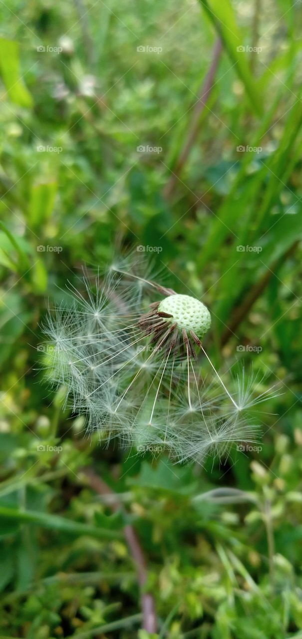 dandelion