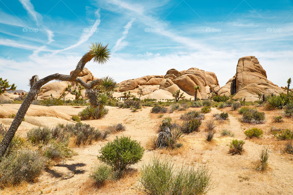 Joshua Tree Desert 