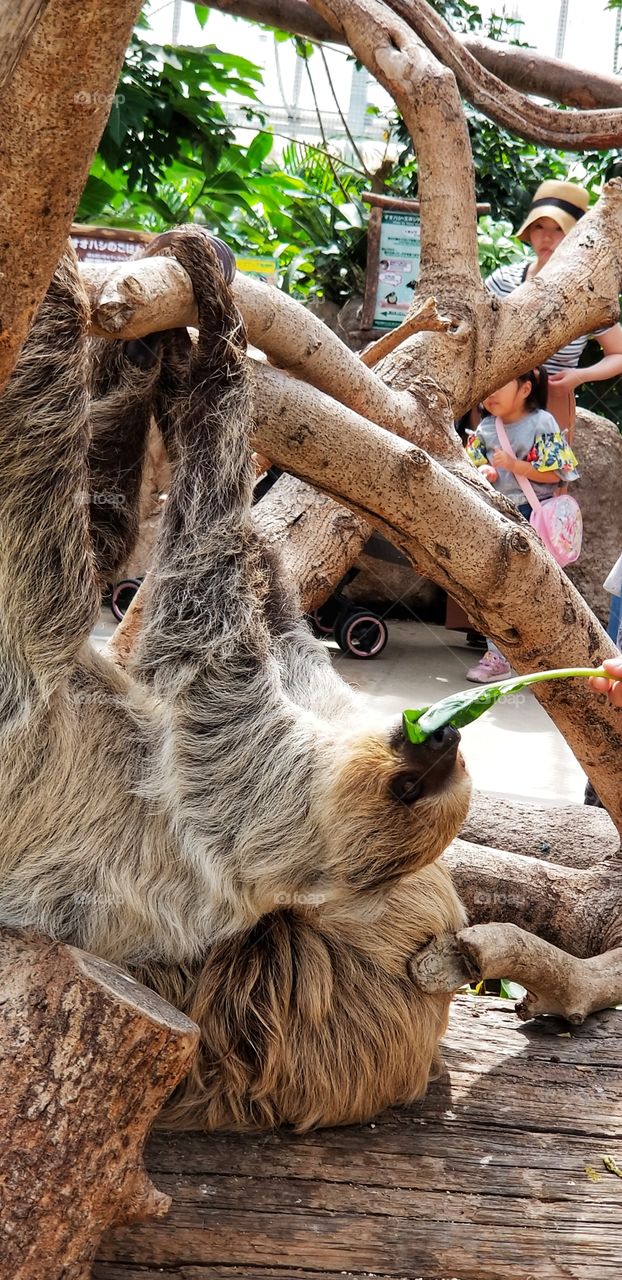 Cute sloth eating leaves