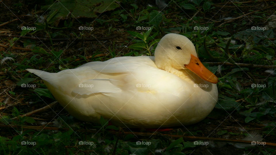 Ente