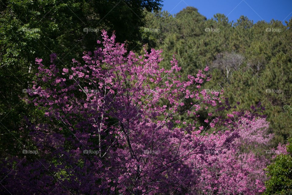 Sakura flower in Thailand 