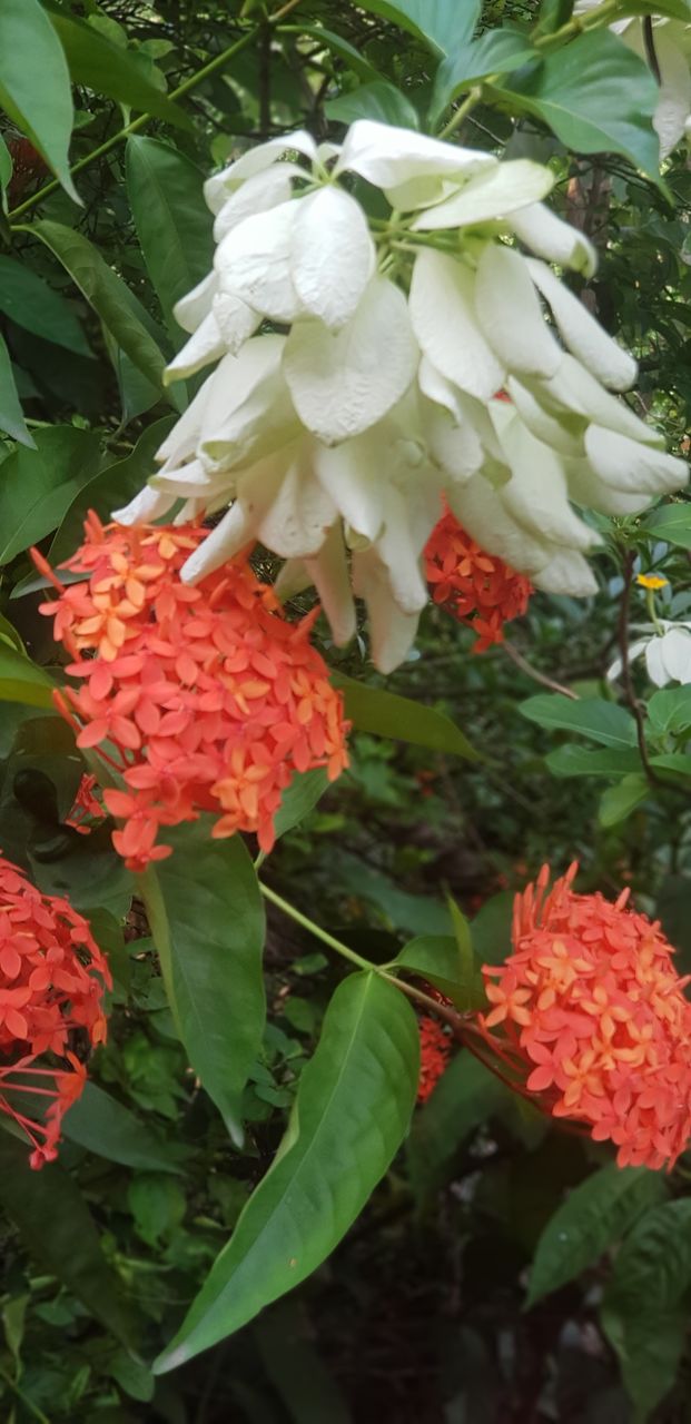 flowers