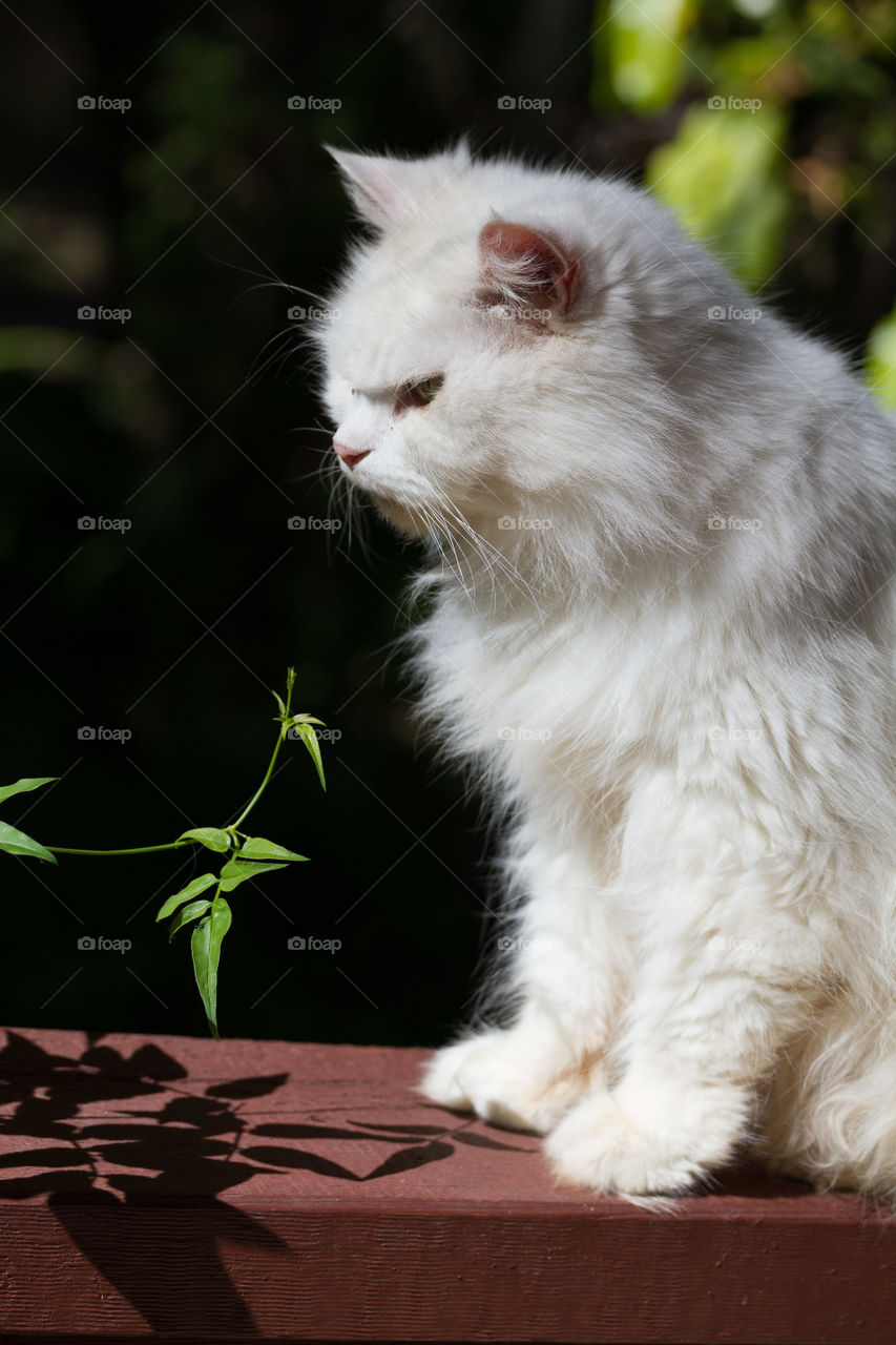 Persian Cat enjoying the sun