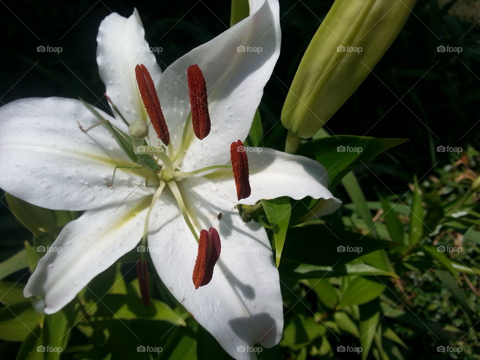White lily and grasshopper taking a nap!