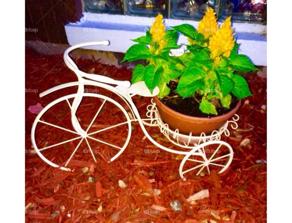 Yellow flowers in bicycle pot
