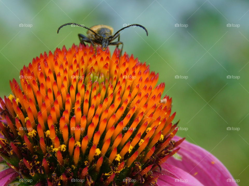Echinacea mit Insekt