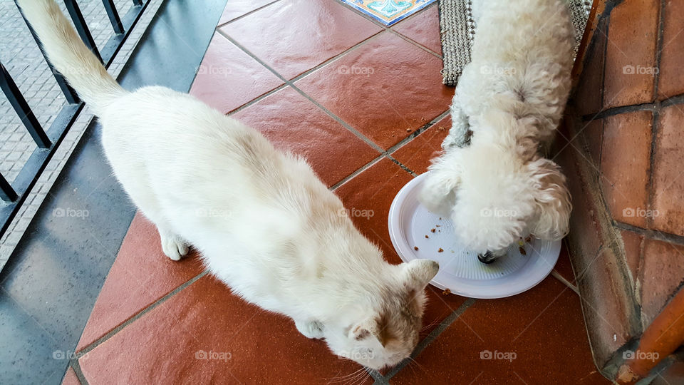 animali domestici, cane e gatto