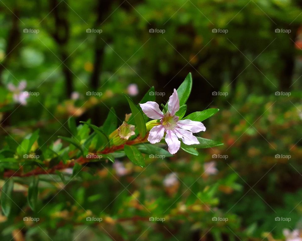 Beautiful flower.