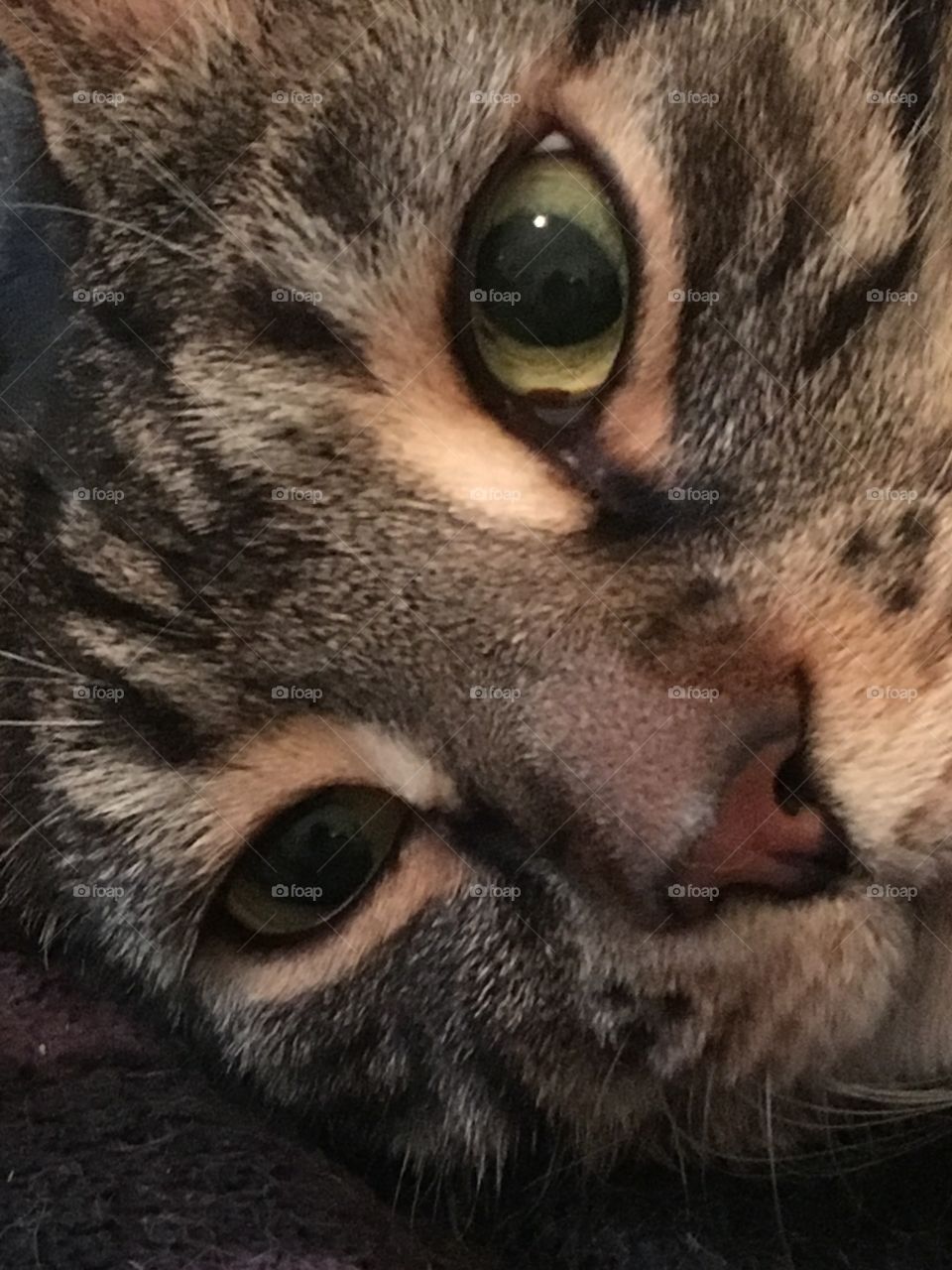 Cat closeup 