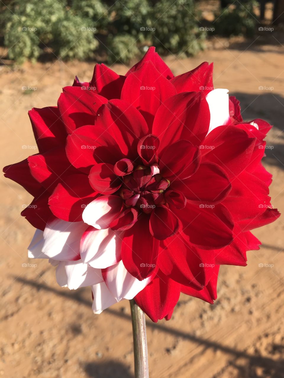 This plant is called Dália, whose red petals take turns with some white ones.  Magnificent! / Essa planta se chama Dália, cujas pétalas vermelhas se revezam com algumas outras brancas. Magnífica!