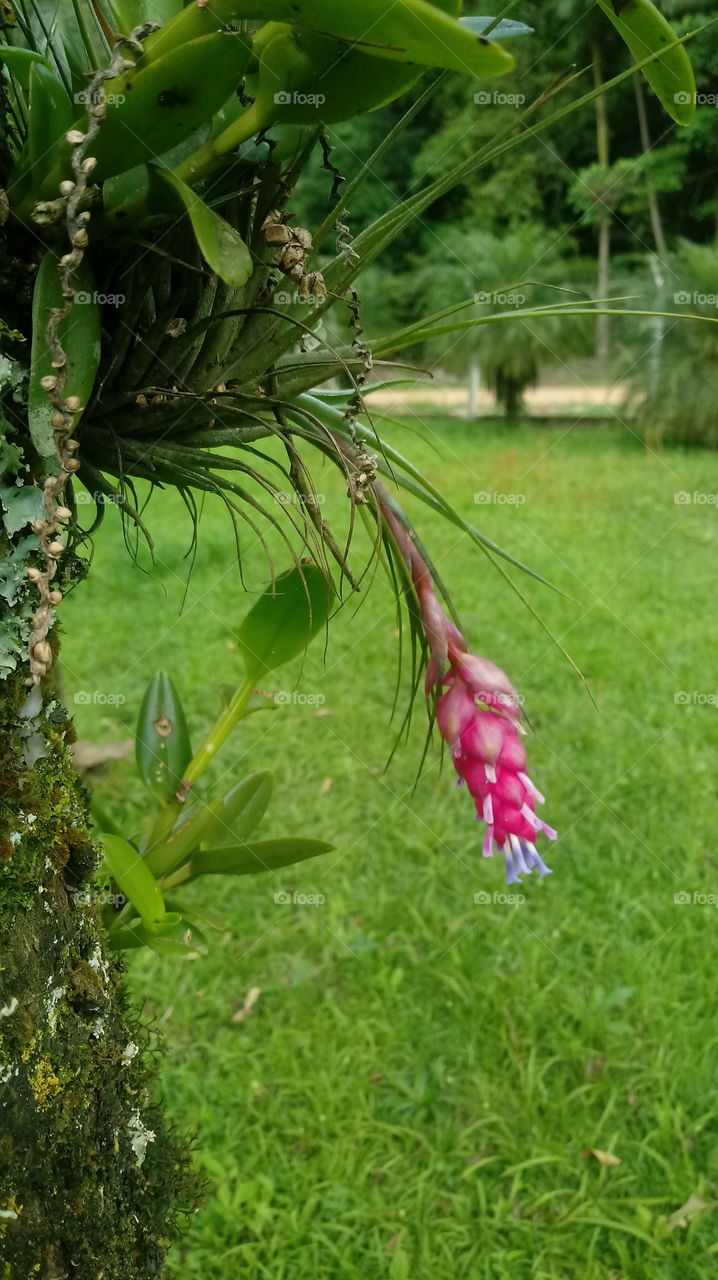 NATURAL NATUR BLÄTTER BOTANISCHER BLUMEN