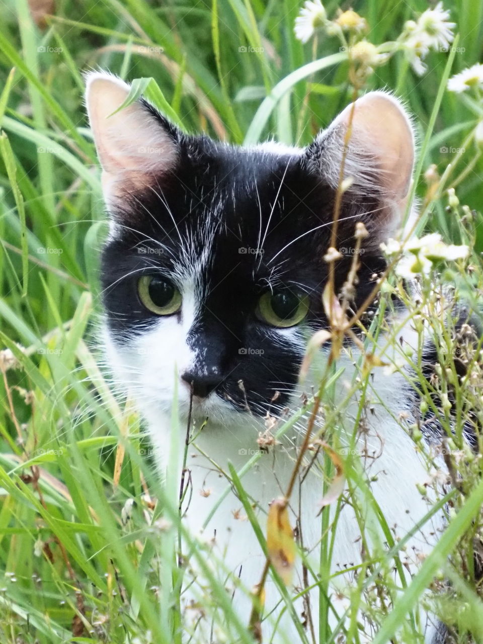 Cat in the meadow
