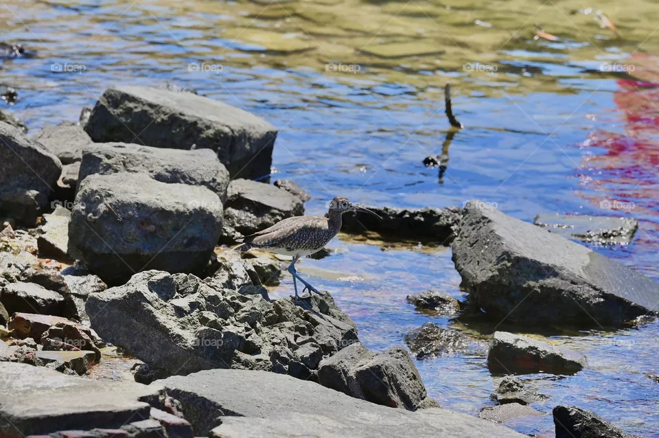 Spot the bird here 