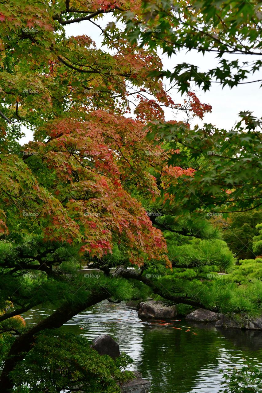 Japanese garden in the fall