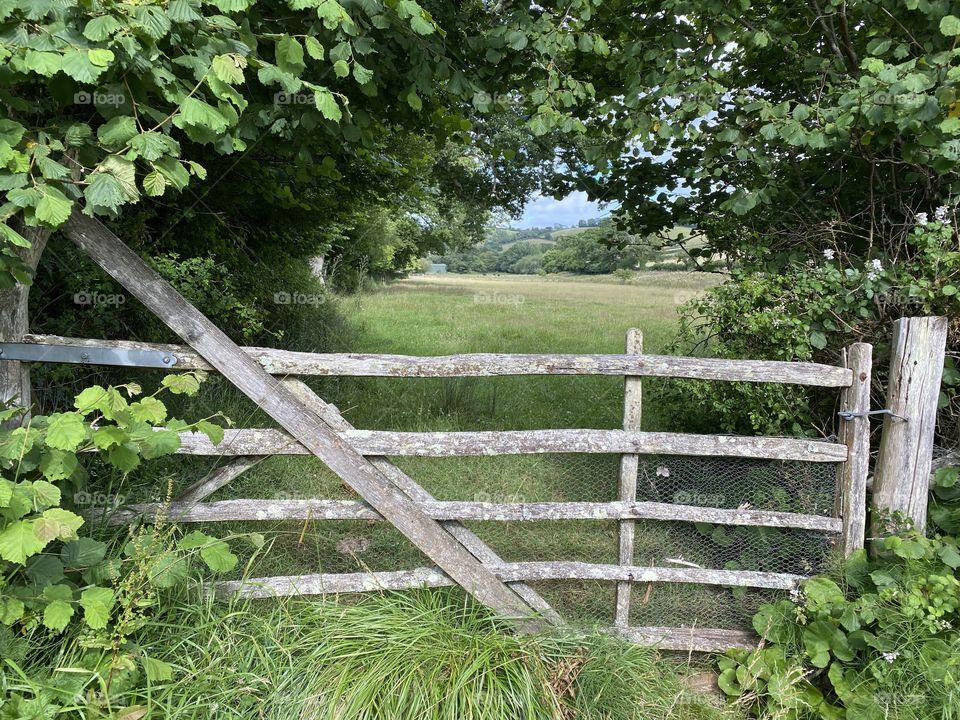 A country scene near Coffinswell, Devon, UK, in July 2020